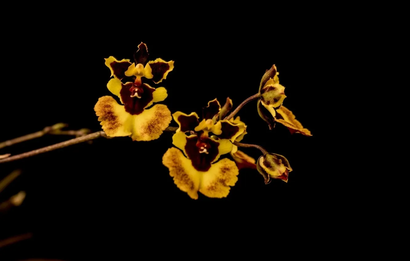 Фото обои желтый, яркий, темный фон, ветка, лепестки, орхидеи, пестрый