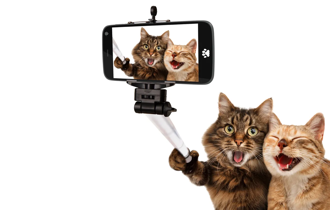 Фото обои кошки, радость, фото, коты, юмор, белый фон, снимок, смартфон