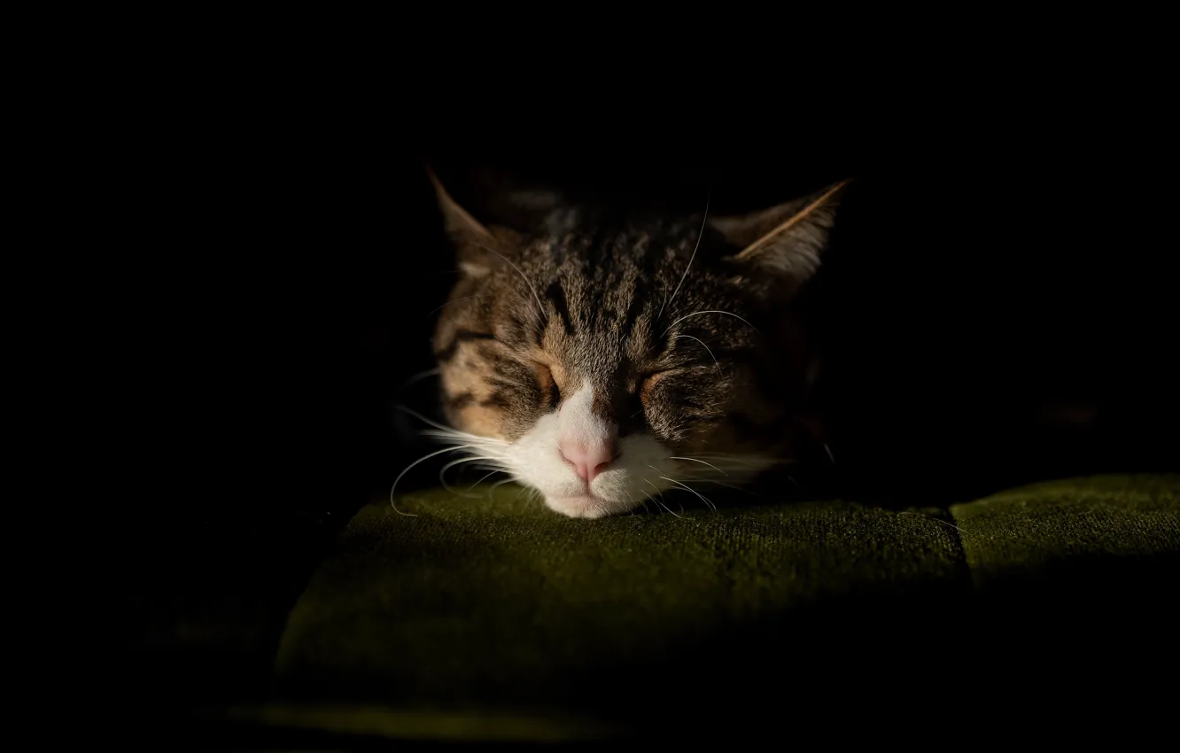 Фото обои кошка, кот, морда, свет, темнота, серый, сон, кресло