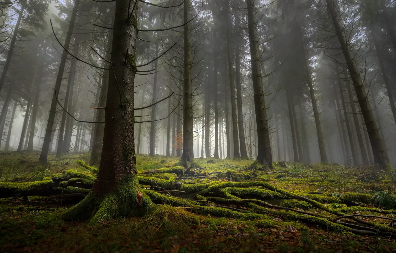 Фото обои лес, деревья, природа, мох