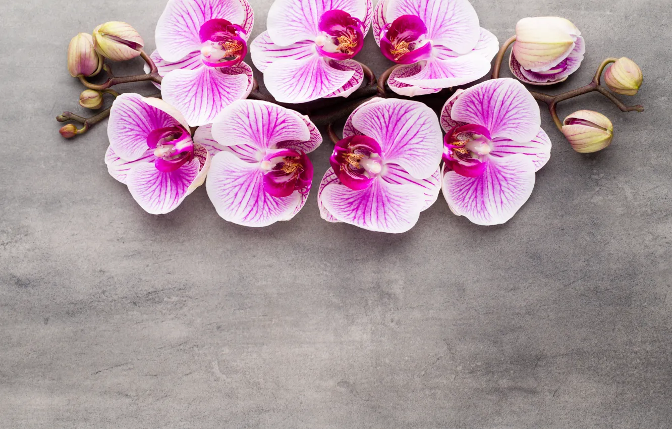 Фото обои орхидея, pink, flowers, orchid