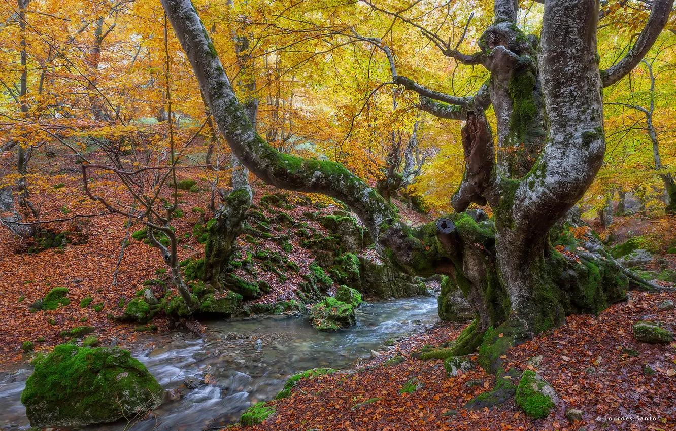 Фото обои осень, лес, деревья, природа, ручей