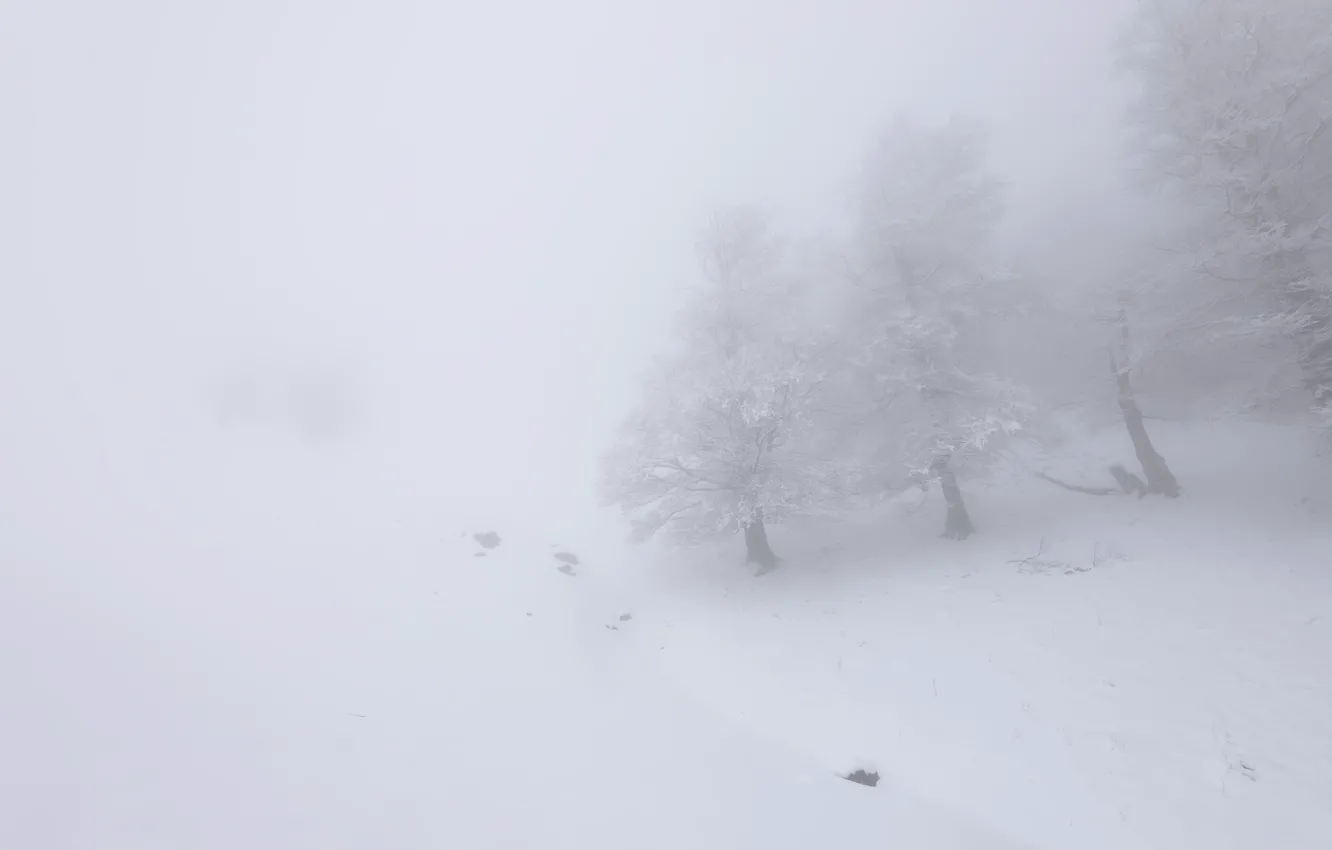 Фото обои снег, природа, туман