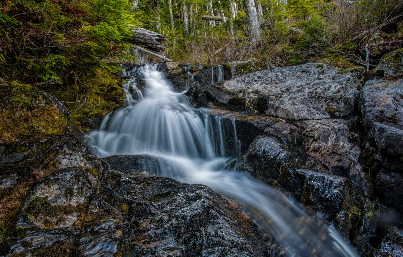 Фото обои лес, деревья, ручей, камни, водопад, Калифорния, США, San Juan Ridge Creek