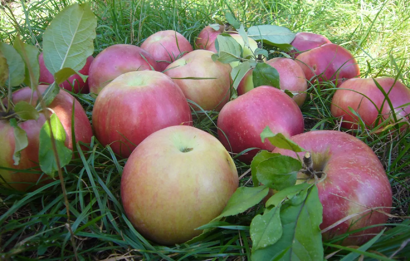 Фото обои apple, autumn, Moldova
