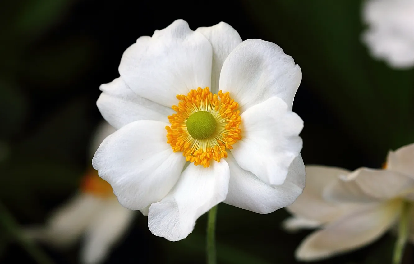 Фото обои белый, цветок, фокус