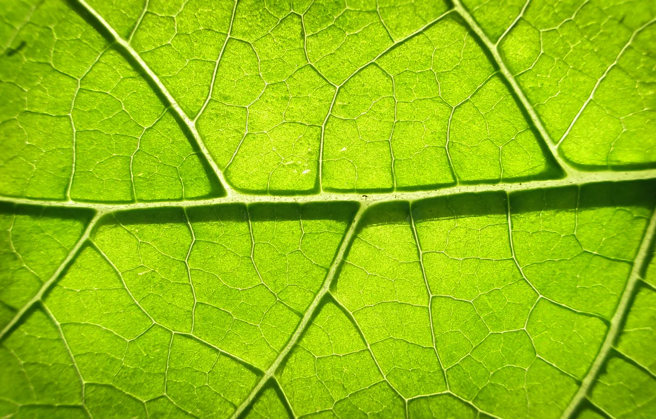 Фото обои green, leaves, photosynthesis
