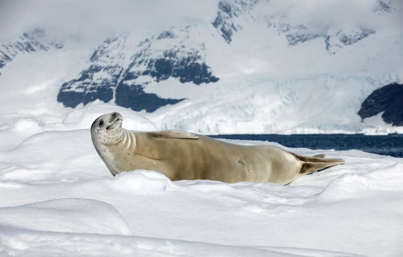 Фото обои природа, север, тюлень-крабоед