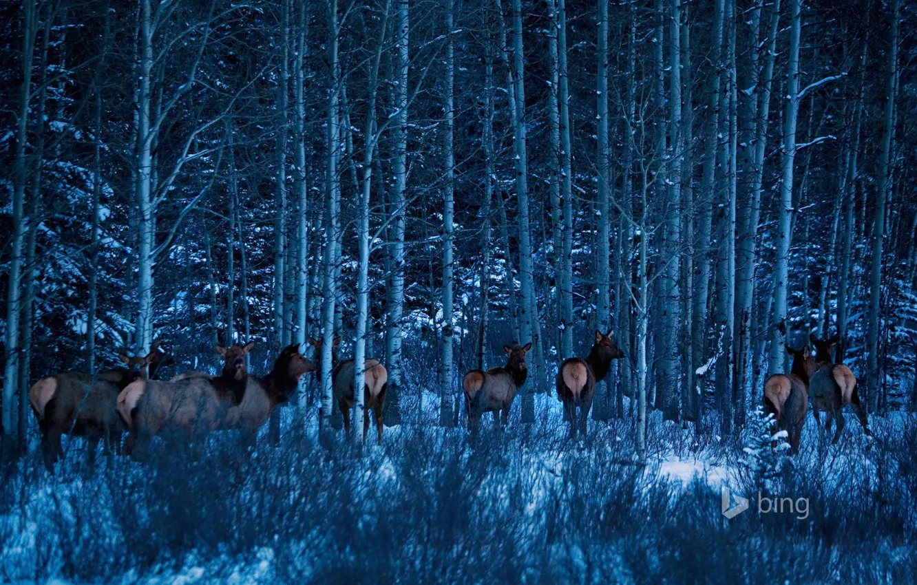 Фото обои зима, лес, снег, деревья, Канада, Альберта, Banff National Park, лоси