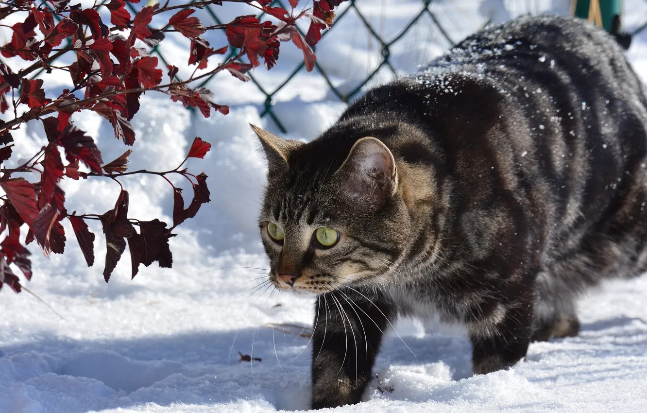 Фото обои зима, кошка, кот, снег, ветки