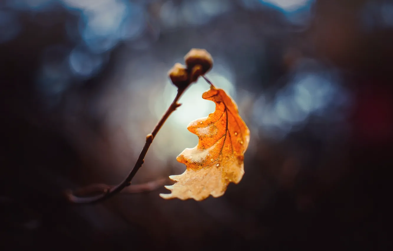 Фото обои осень, макро, лист, ветка, боке