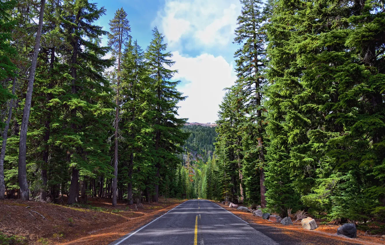 Фото обои дорога, лес, небо, камни