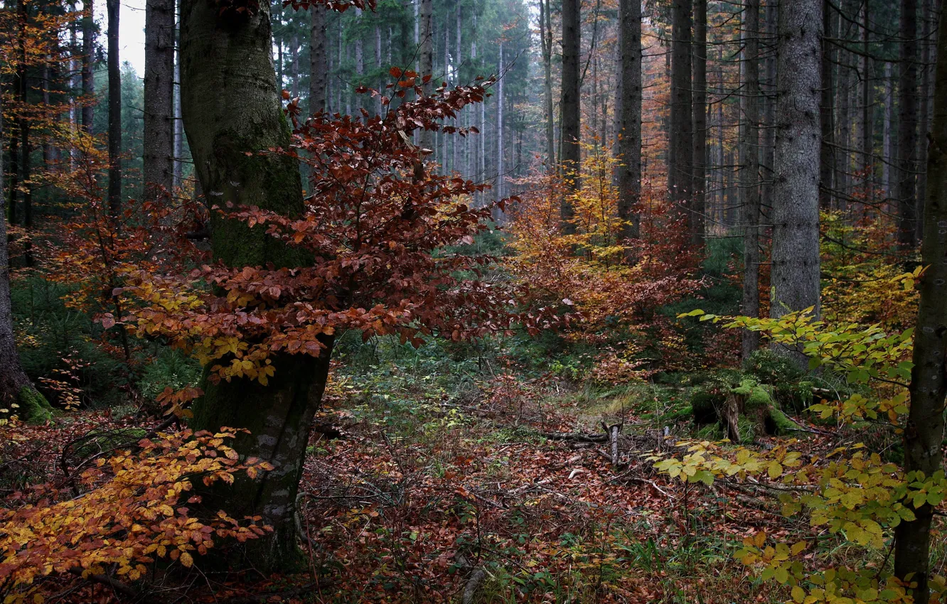 Фото обои лес, Германия, Бавария, краски осени, ноябрь
