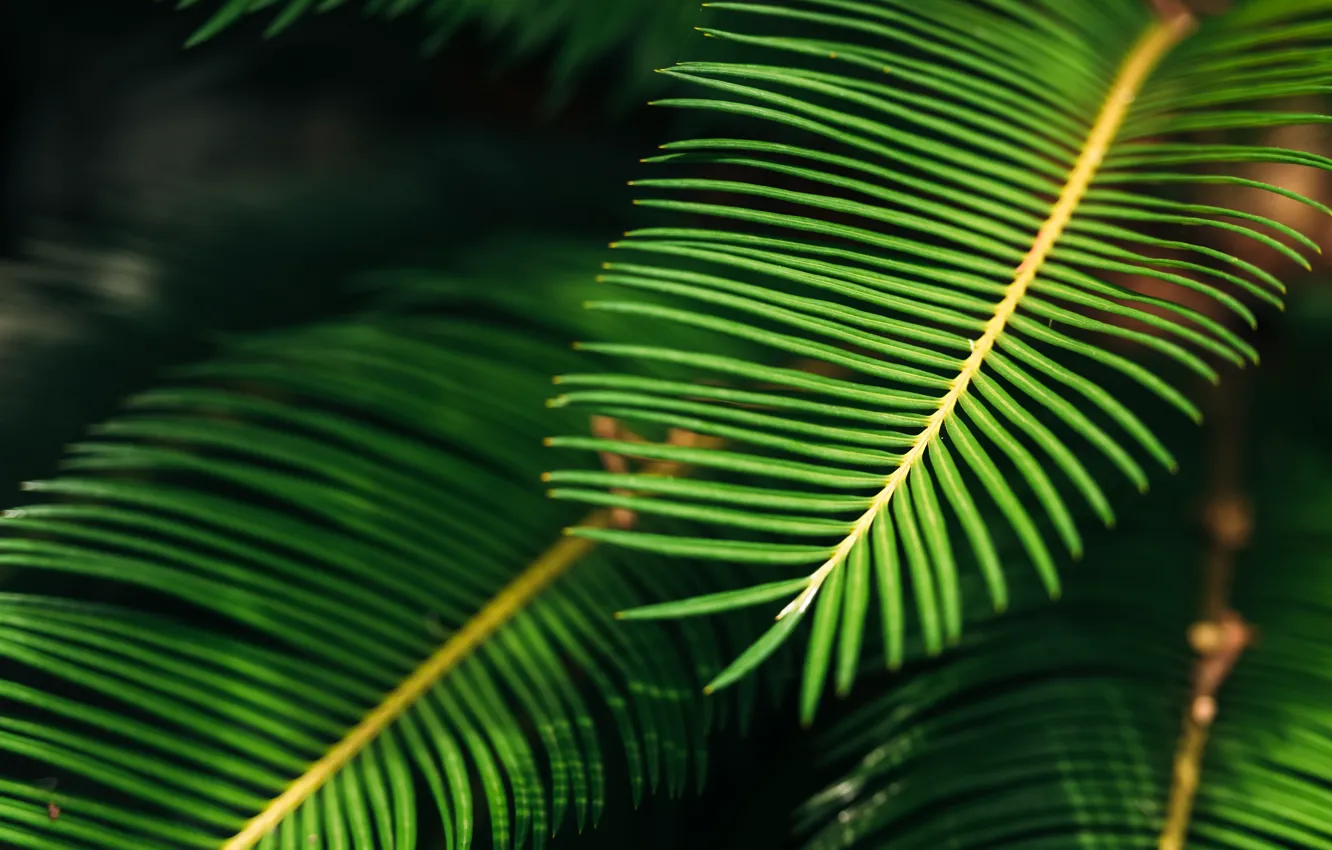 Фото обои зелень, листья, природа, растение