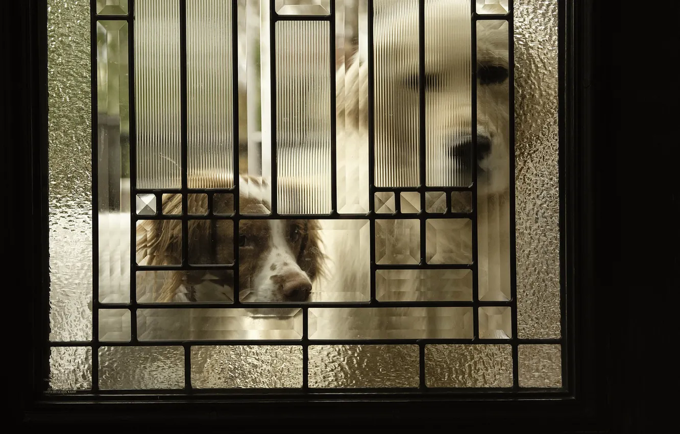 Фото обои собаки, дом, дверь