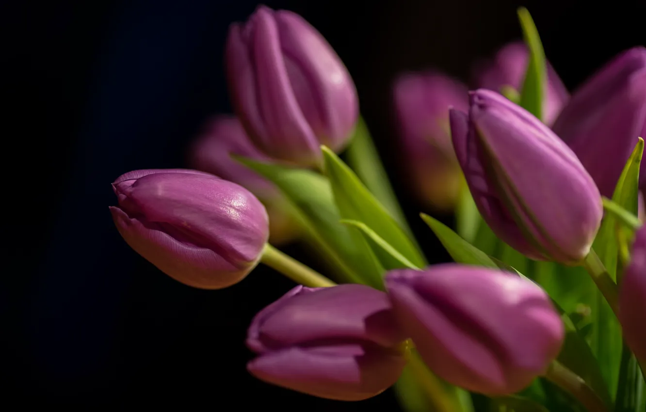 Фото обои фиолетовые, тюльпаны, бутоны, чёрный фон