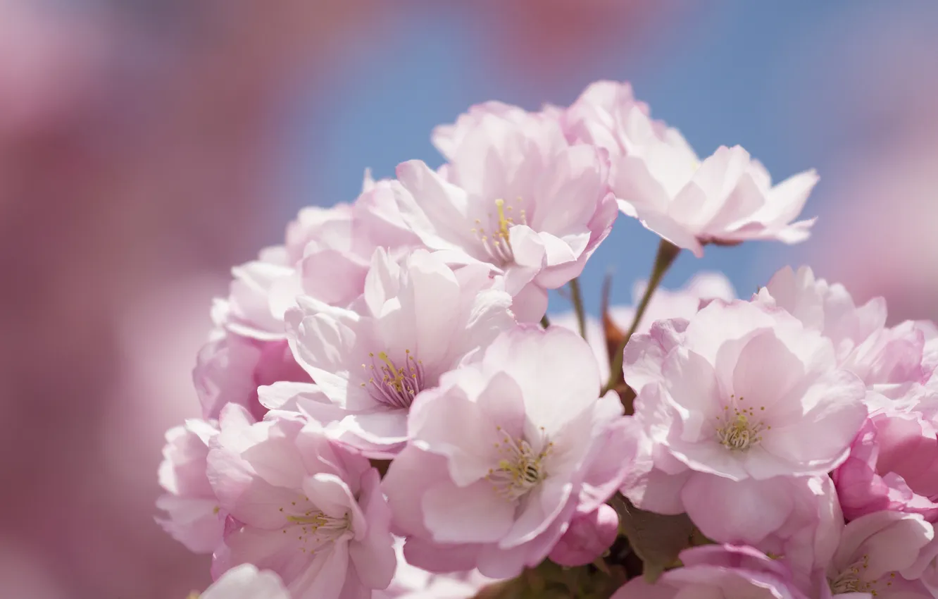 Фото обои цветы, Цветок, сакура, flower