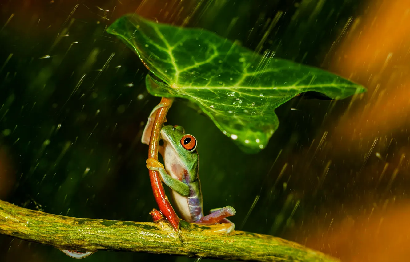 Фото обои лист, дождь, лягушка, лапки, зонт, зеленая, rain, разноцветная