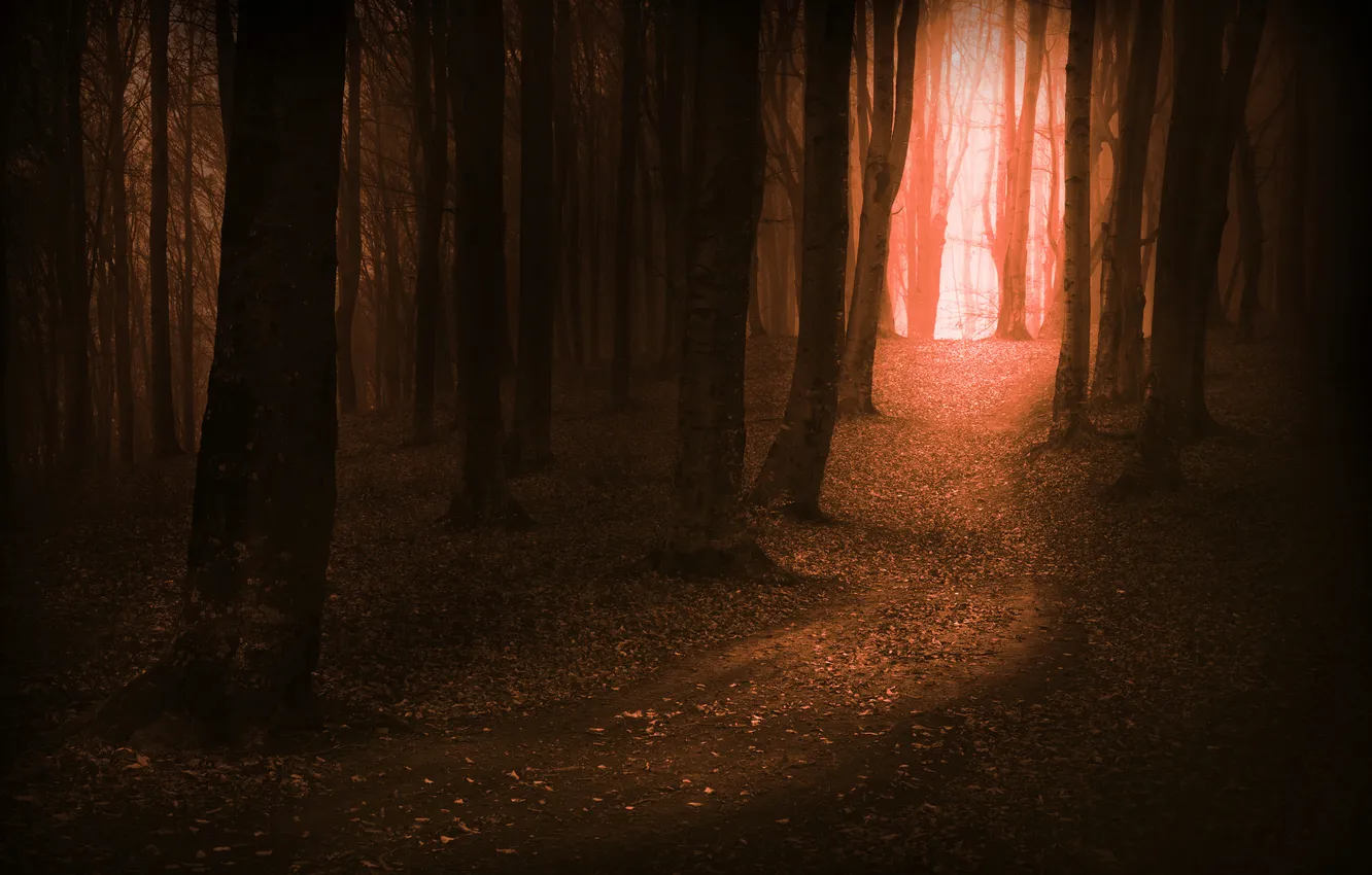 Фото обои лес, деревья, дорожка, полумрак