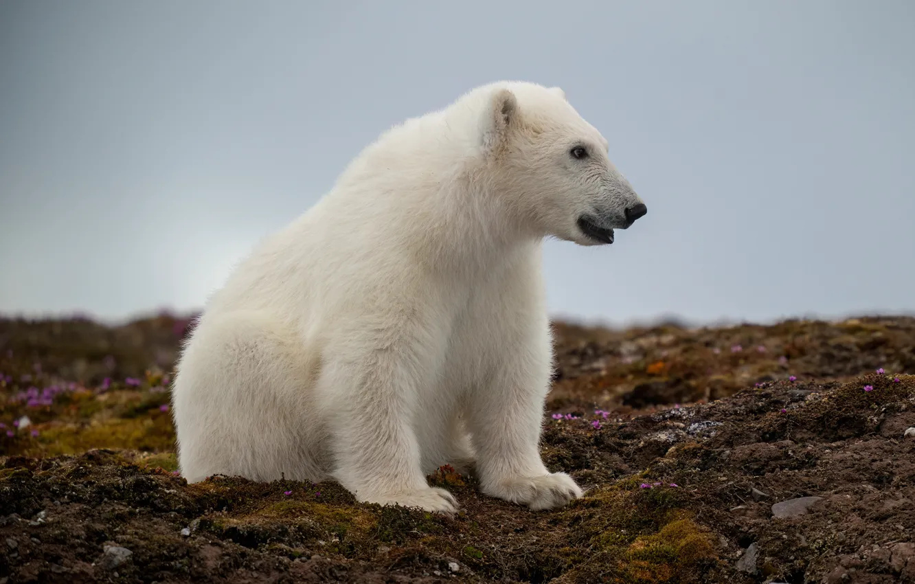 кроссворд про животных. белый медведь сканворд 5. белый медведь в северной америке. белый медведь сканворд 5. белый медведь (карско-баренцевоморская популяция).