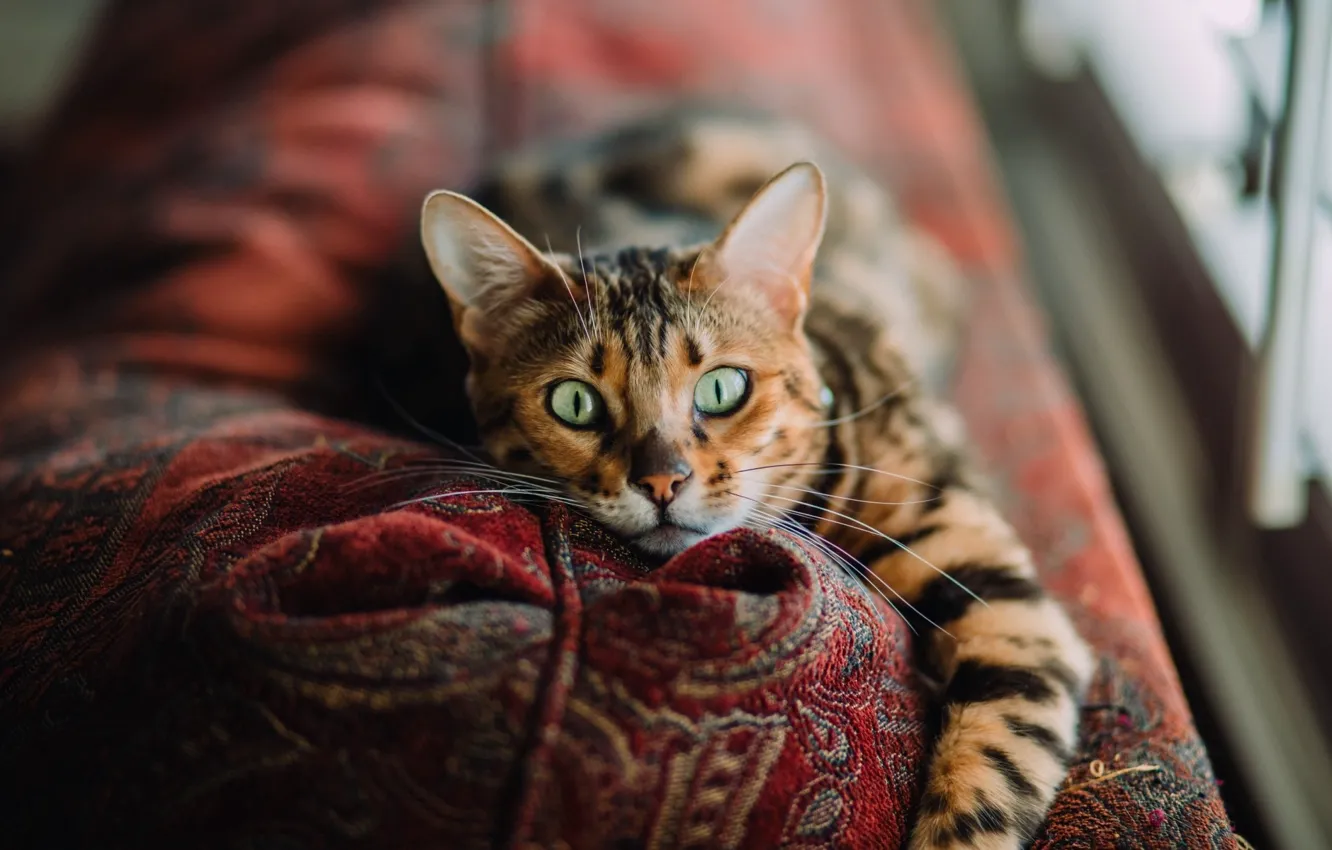 Фото обои green eyes, photo, Cat, animal, paws, couch, fur, portrait