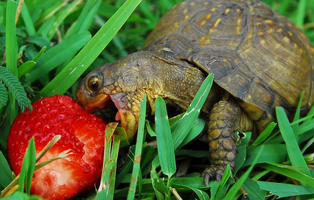 Фото обои трава, черепаха, клубника, кушает
