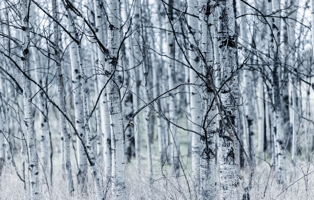 Фото обои деревья, природа, фон