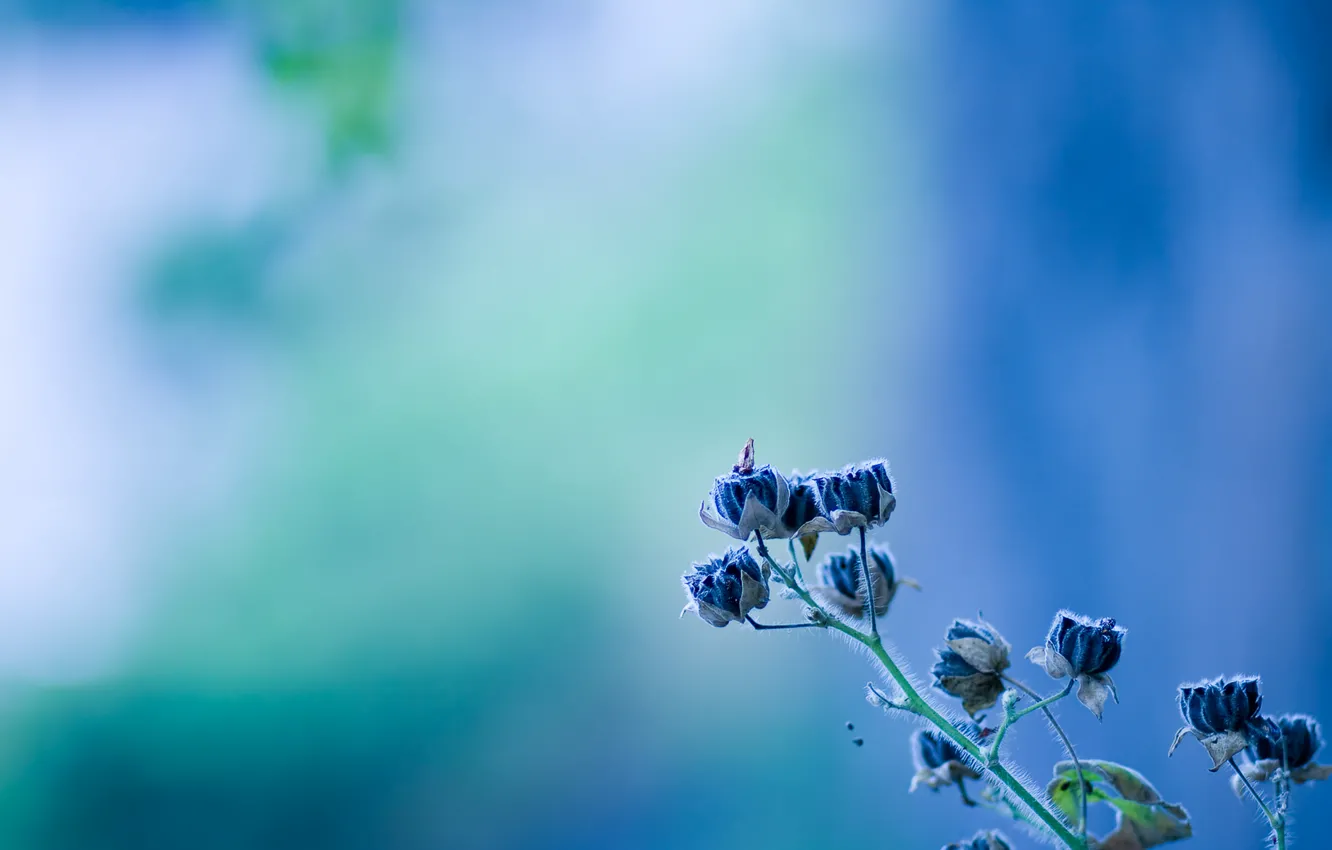Фото обои цветок, голубой, колокольчик, flower, texture, blue