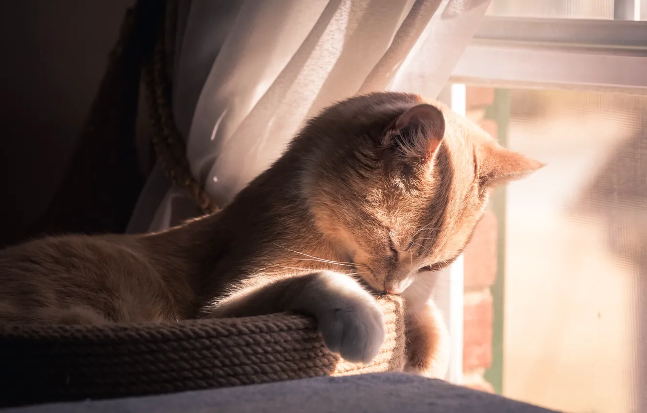 Фото обои кошка, кот, свет, отдых, окно, рыжий, персиковый, когтеточка