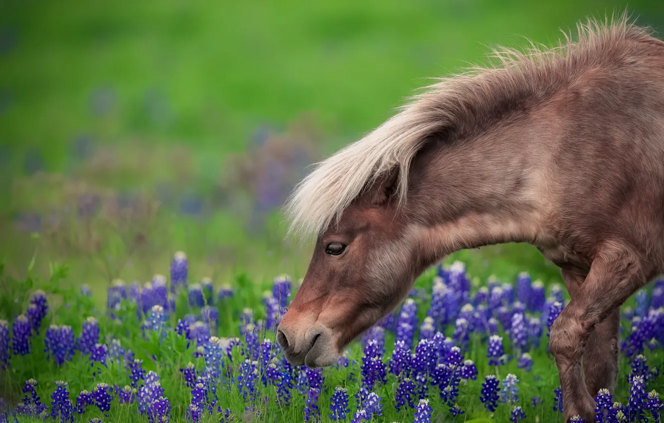Фото обои трава, цветы, лошадь