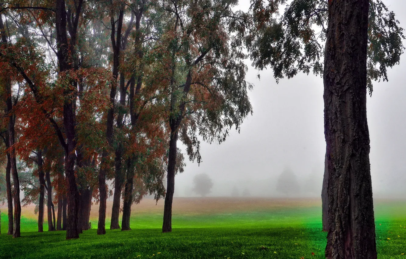 Фото обои поле, осень, трава, деревья, туман