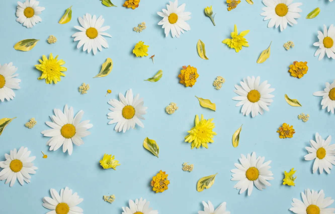 Фото обои цветы, ромашки, white, хризантемы, yellow, flowers, background, голубой фон