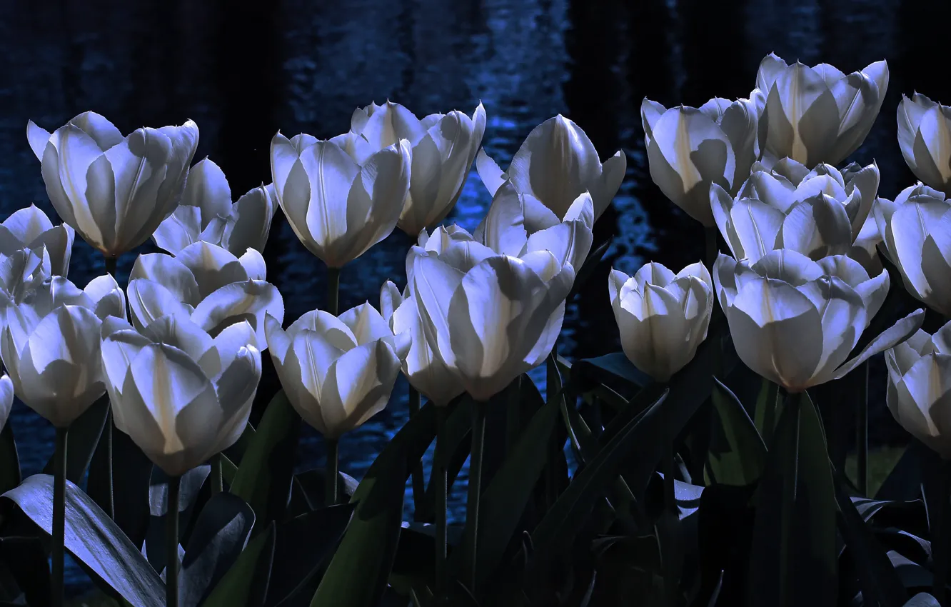 Фото обои вода, свет, цветы, ночь, темный фон, весна, сад, тюльпаны