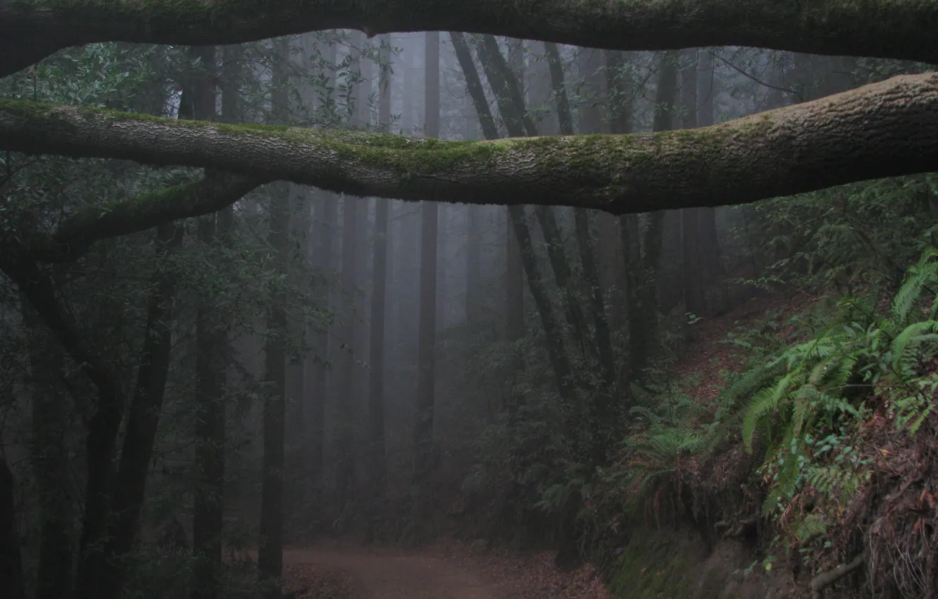 Фото обои лес, деревья, ветки, природа, туман, Калифорния, USA, США