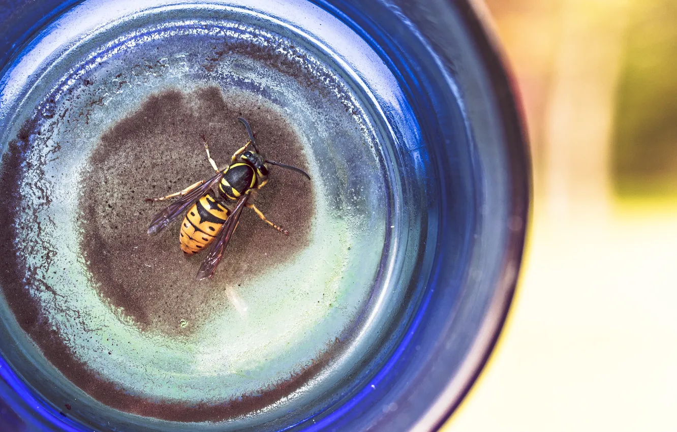 Фото обои пчела, оса, насекомое, желтое