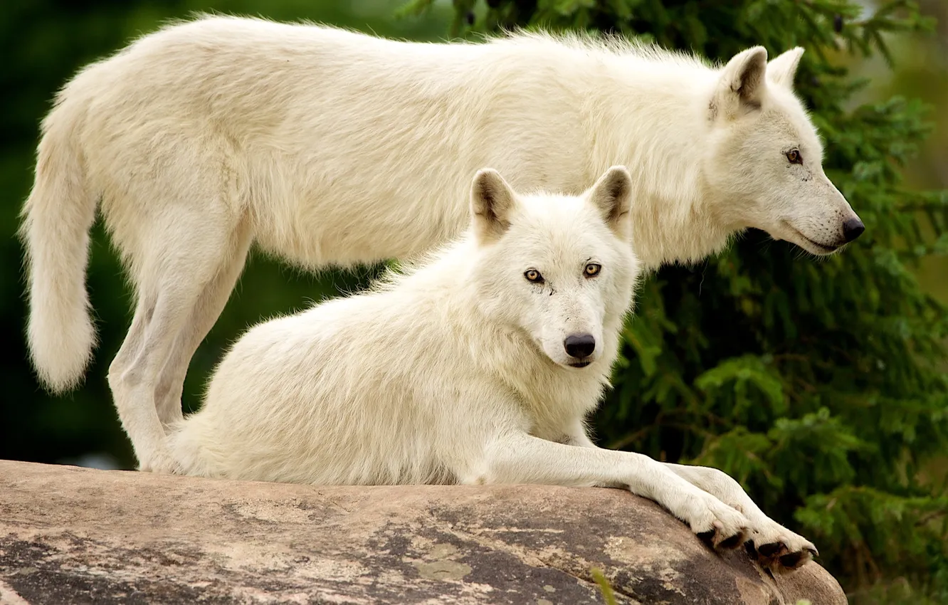 Фото обои природа, камень, волки, белые