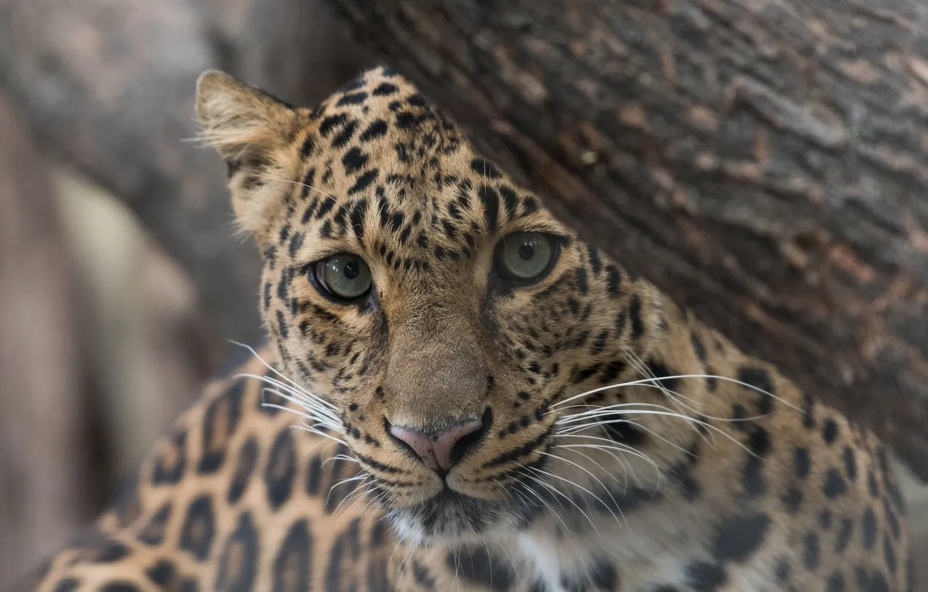 Фото обои leopard, animal, wildlife, big cat