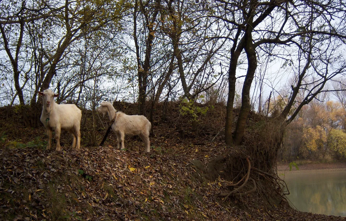 Фото обои осень, пара, козы, Meduzanol ©