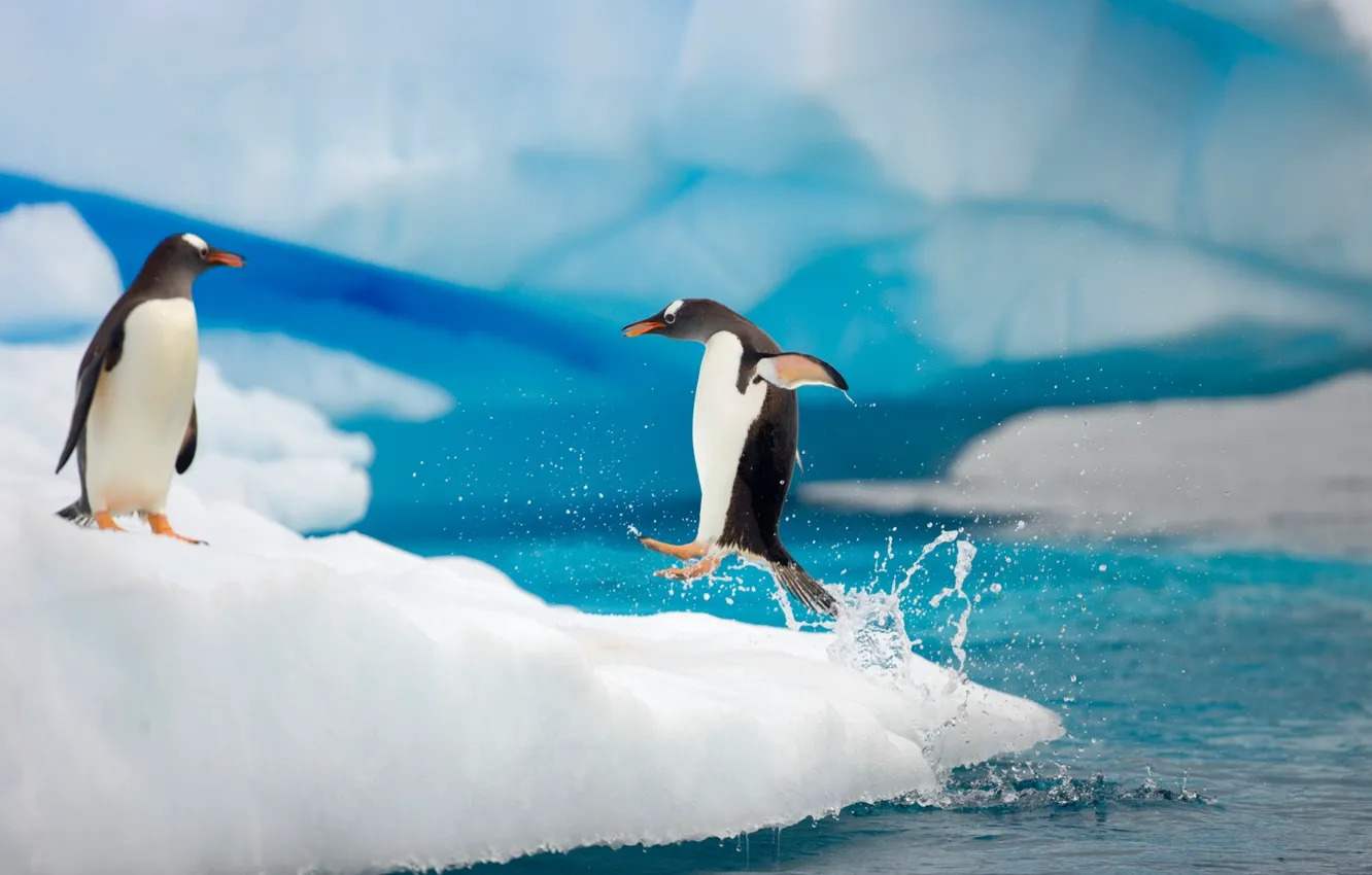 Фото обои капли, брызги, движение, океан, прыжок, лёд, лапы, пингвины