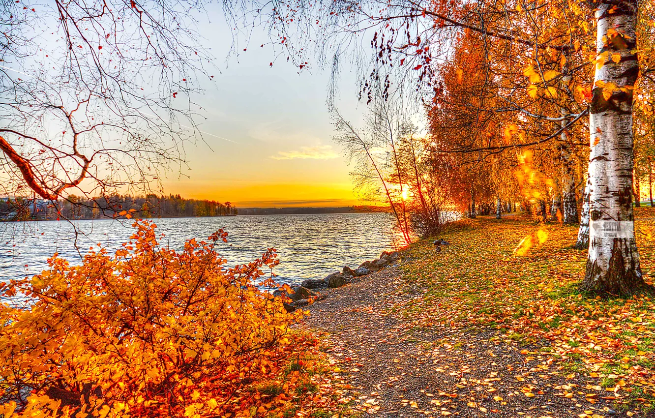 Фото обои осень, листья, деревья, пейзаж, закат, природа, озеро