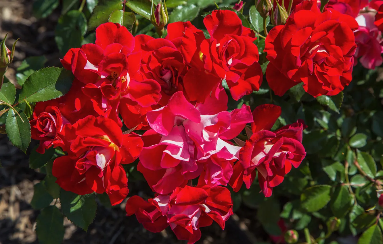 Фото обои красный, розы, цветение, кусты