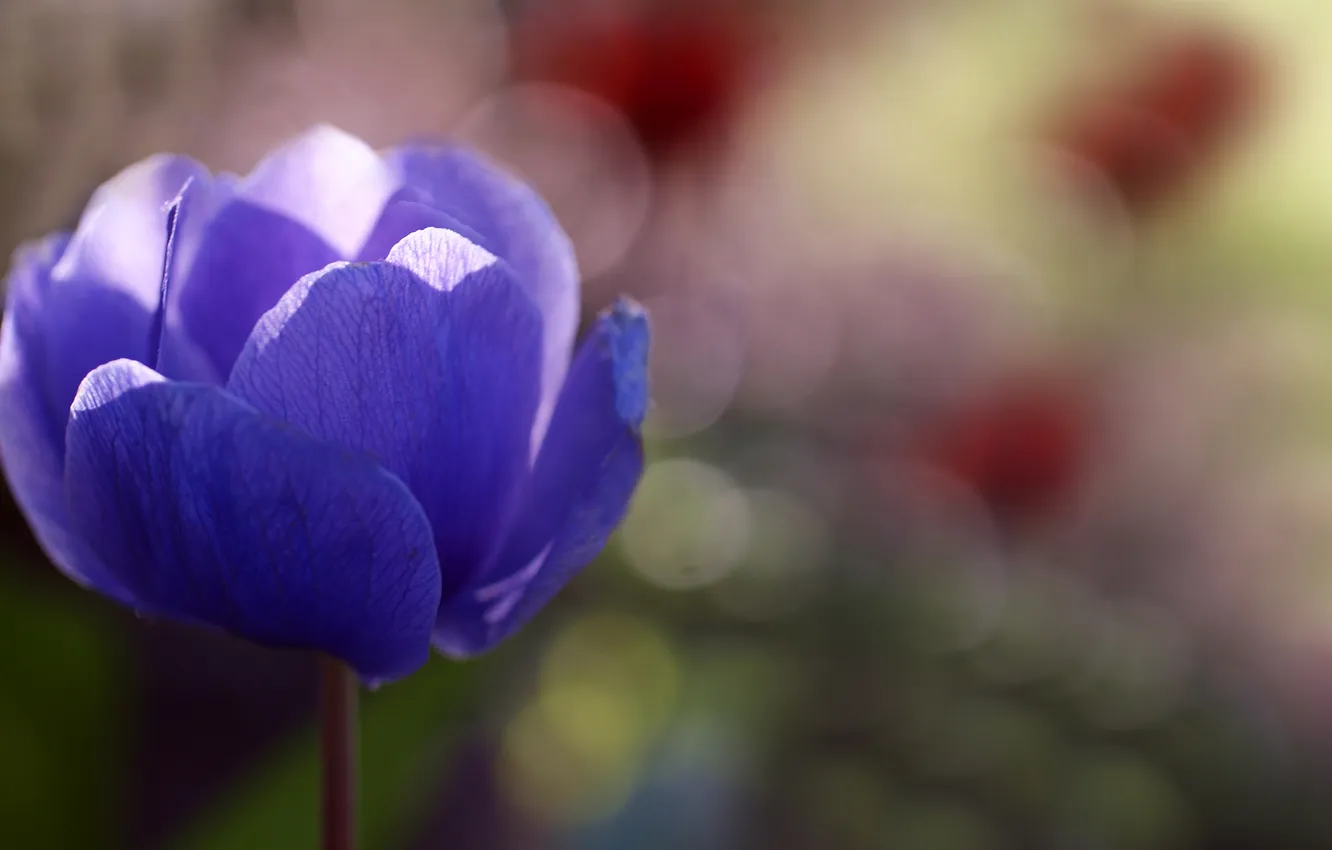 Фото обои цветок, солнце, голубая, анемона, anemone
