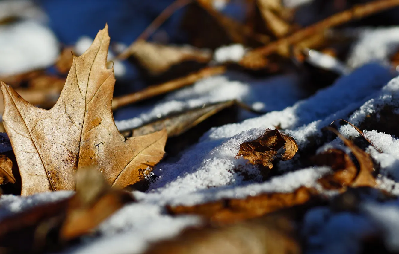 Фото обои зима, осень, листья, природа