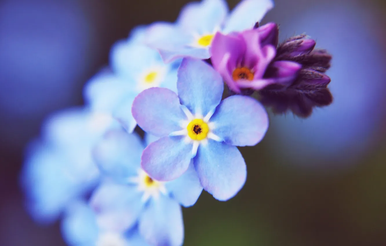 Фото обои макро, цветы, голубые, незабудки