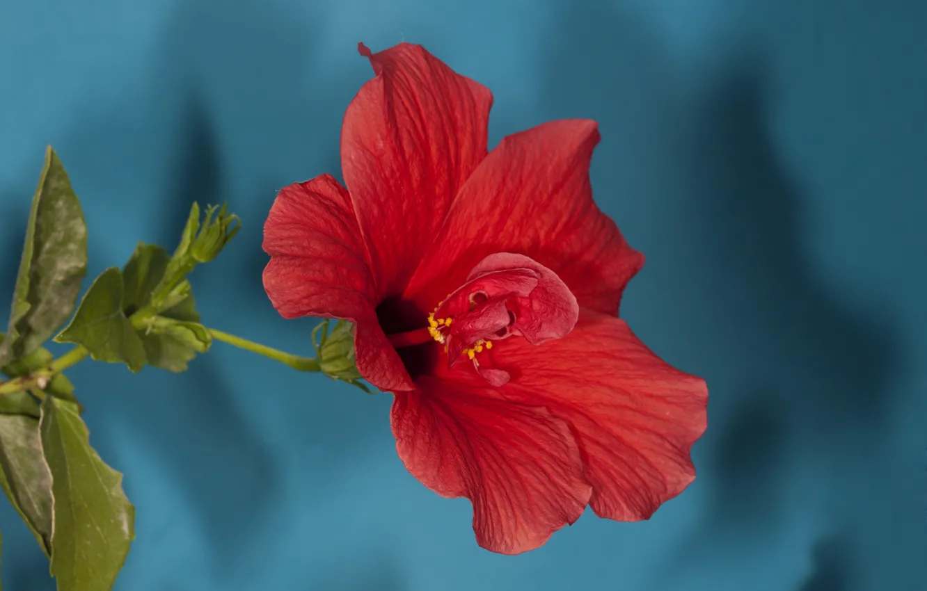 Фото обои цветок, листья, красный, синий фон, гибискус