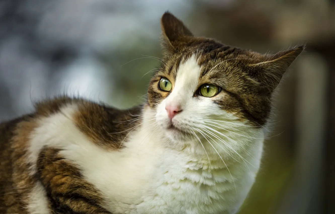 Фото обои кошка, кот, взгляд, природа, поза, мордашка