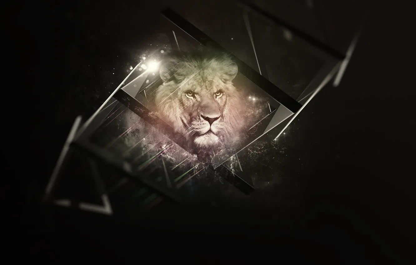 Фото обои black, background, Lion