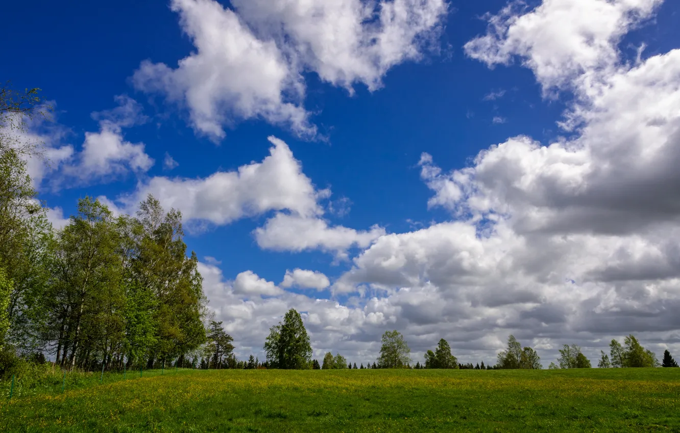 Фото обои зелень, поле, лето, небо, облака, деревья, природа, green