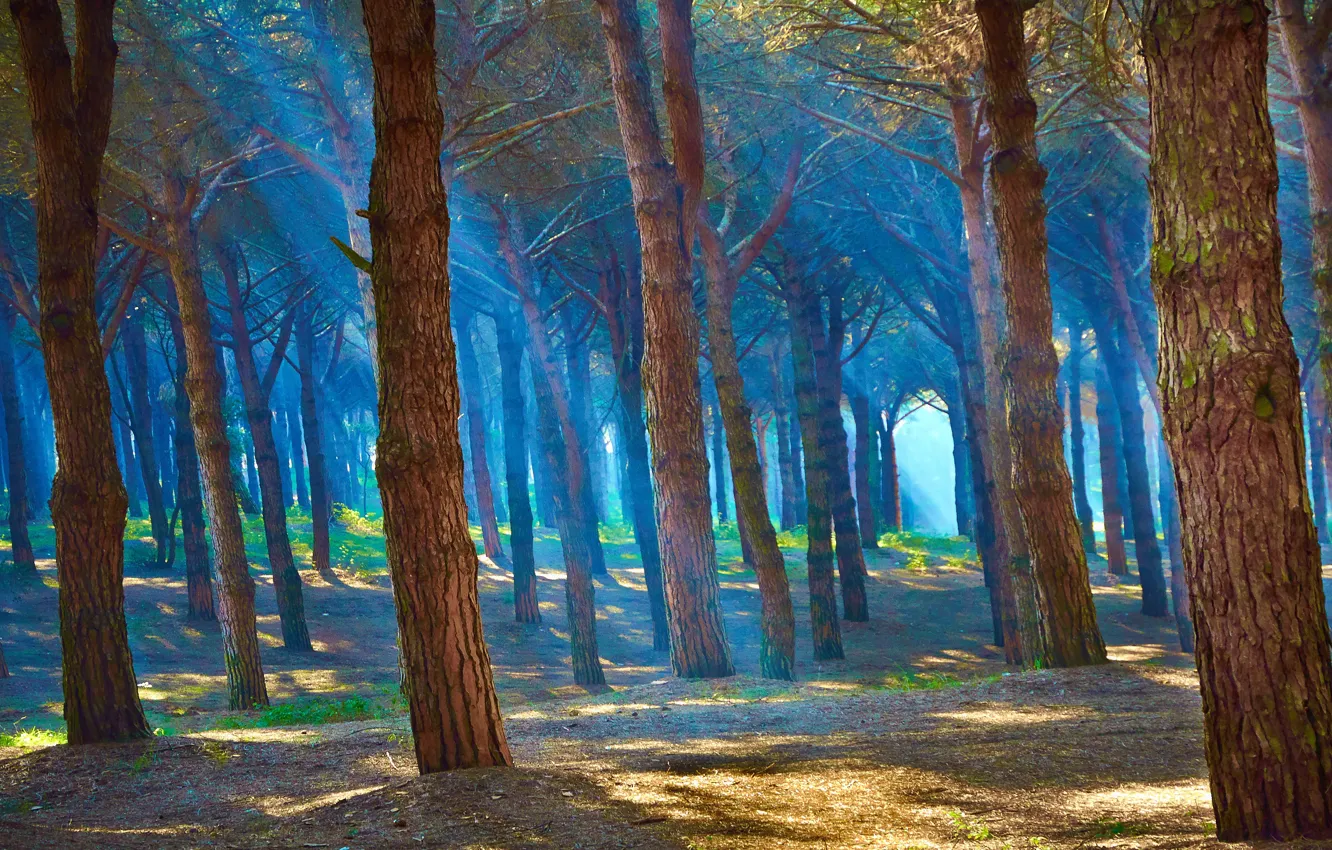 Фото обои лес, лучи, деревья, пейзаж, природа, туман, синева, стволы