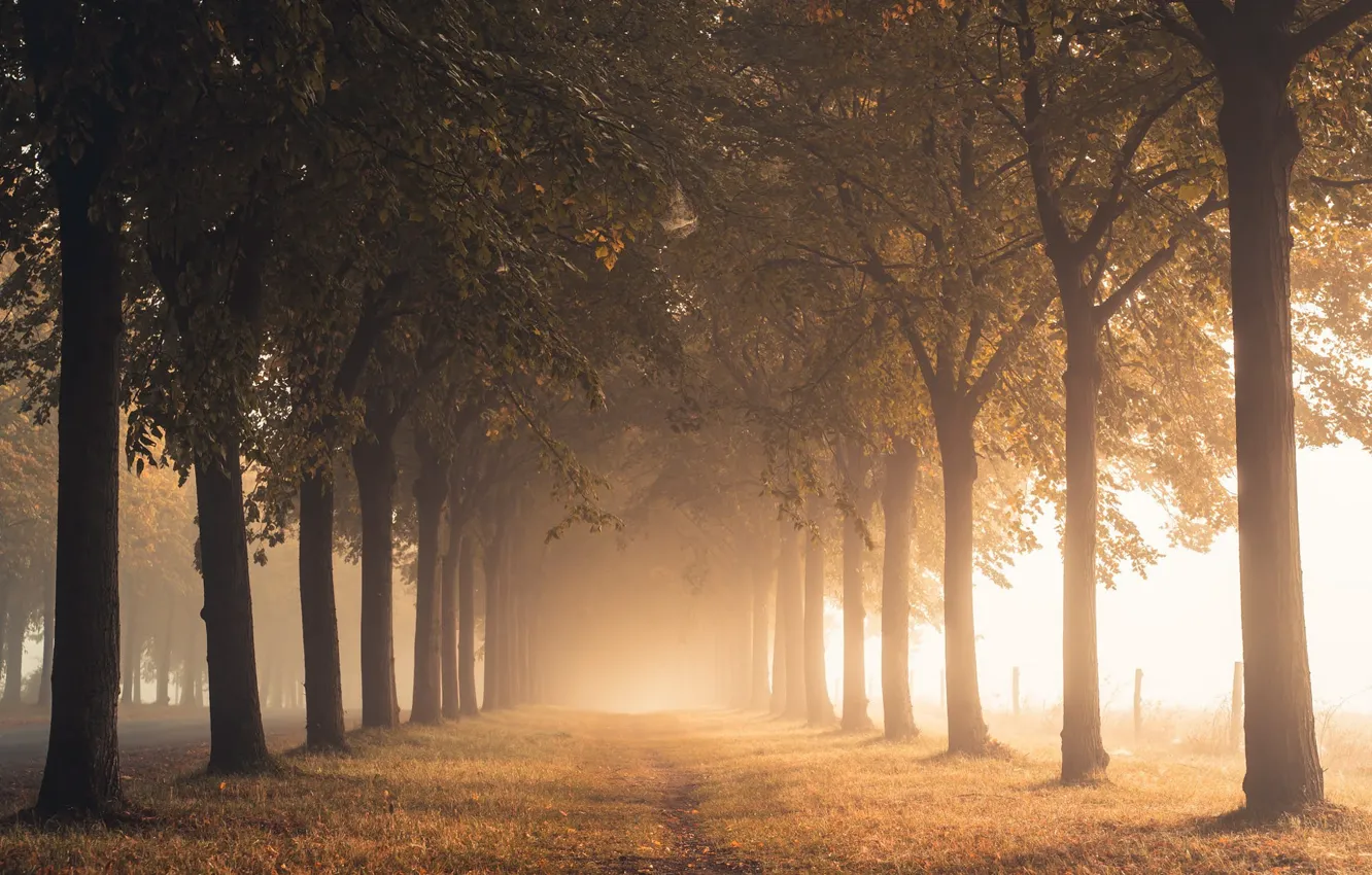 Фото обои дорога, осень, свет, деревья, туман, парк, ветви, листва